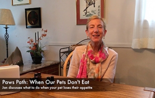 pets don't eat