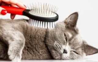 brushing cat